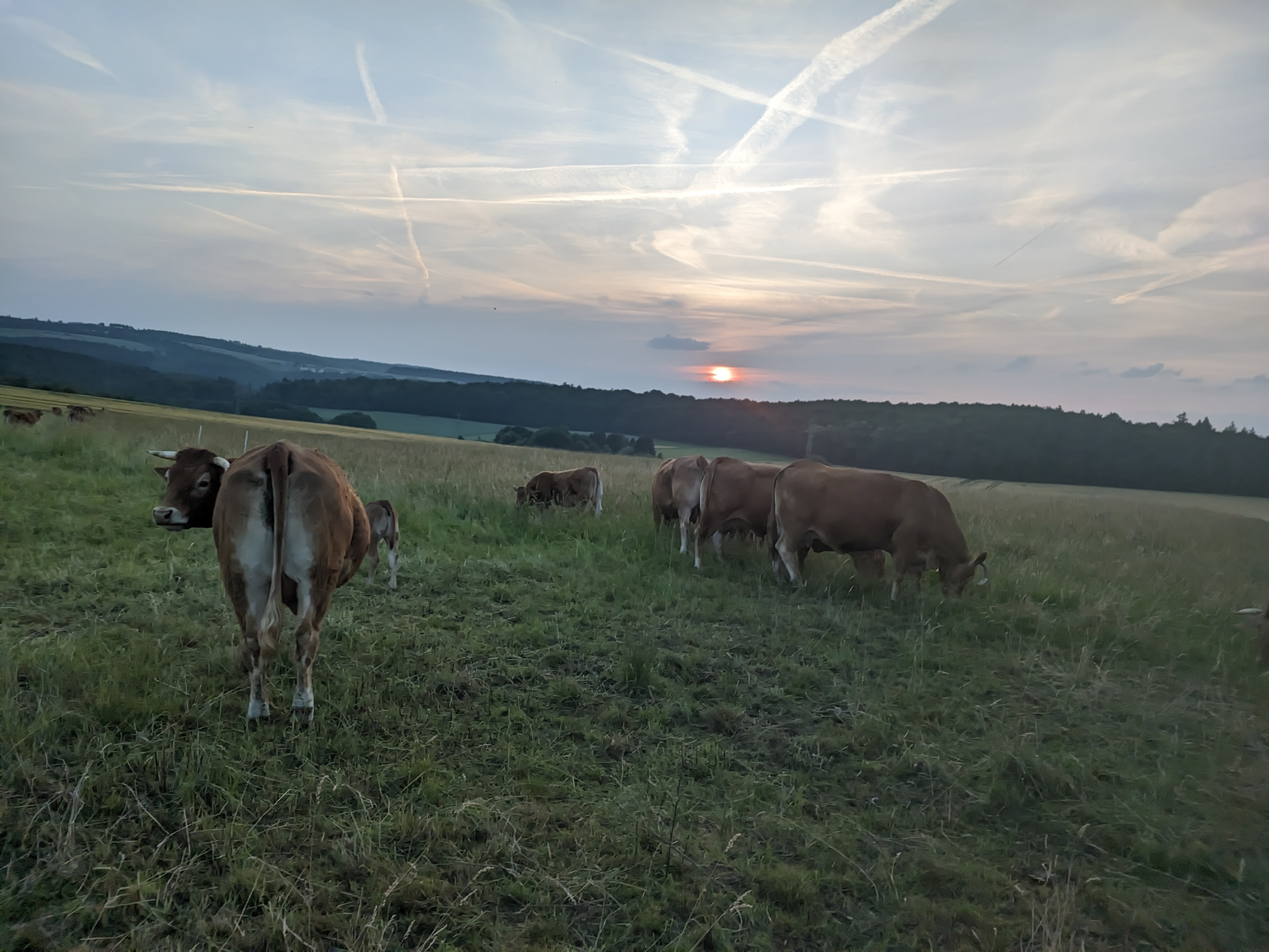 Limousin-Herde auf der Weide