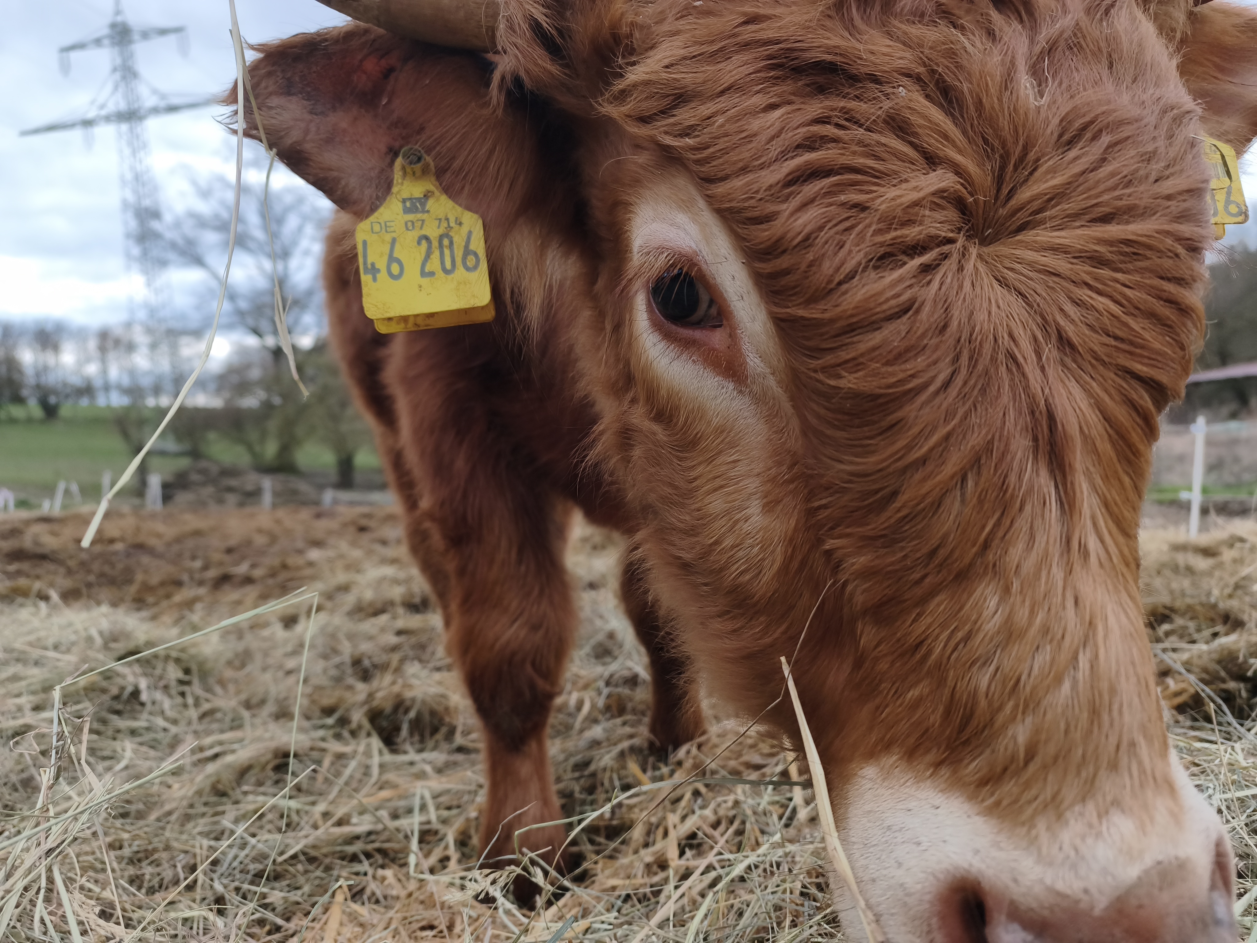 Limousin-Kuh aus der Herde, Portrait
