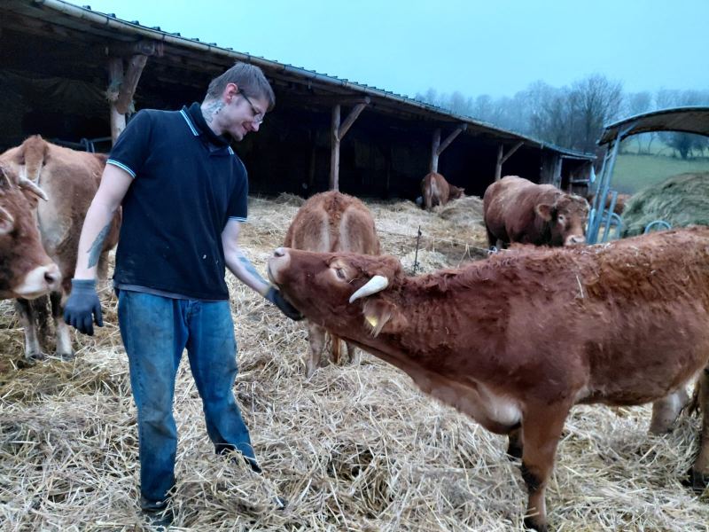 Bauer fuettert kalb von hand