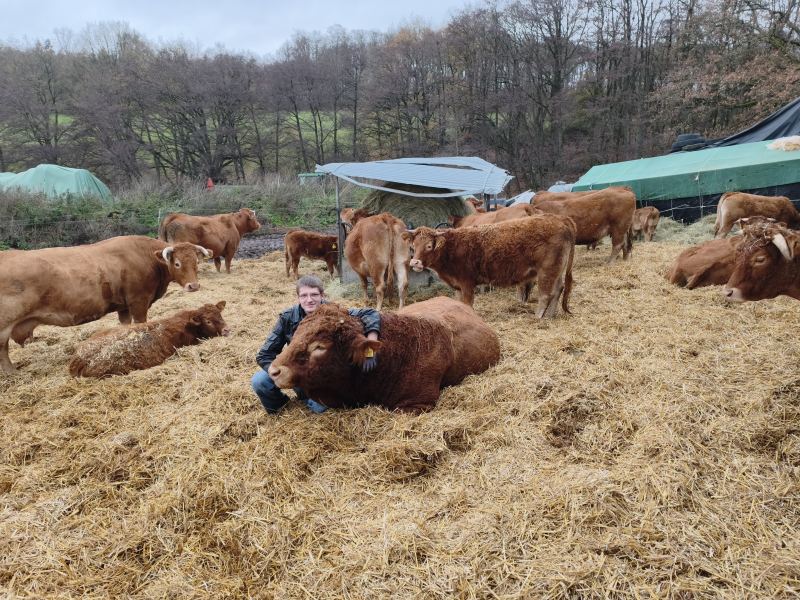 Bauer kniet beim stier