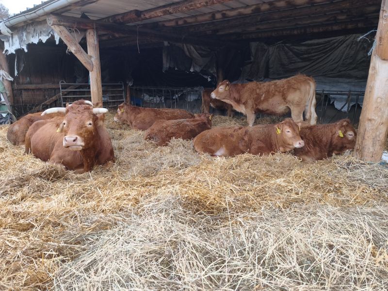 Herde liegend im stall