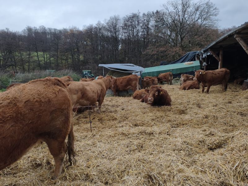 Herde ruhend am stall