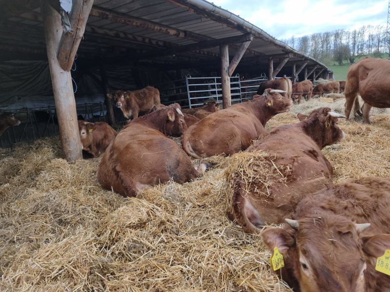 Herde ruhend im unterstand