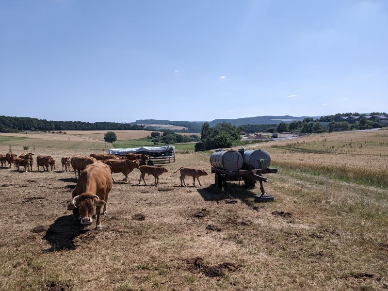 Herde sommerhitze wasserwagen