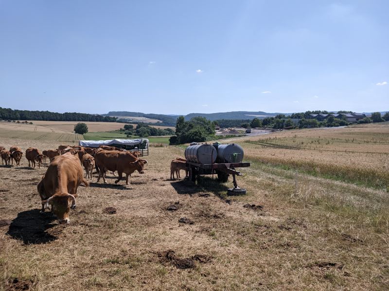 Herde sommerhitze wasserwagen 2