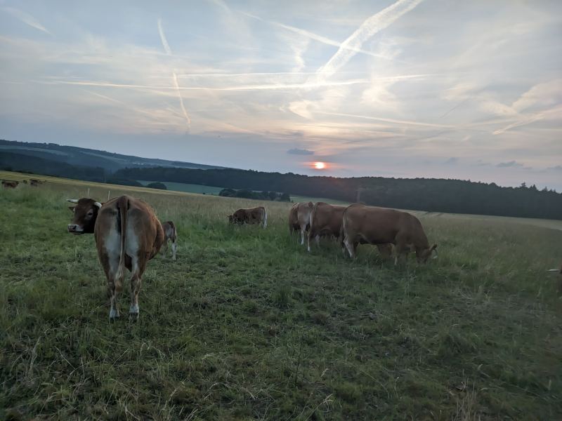 Herde weide sonnenuntergang