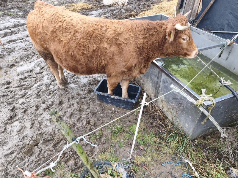 Kalb an traenke schlamm