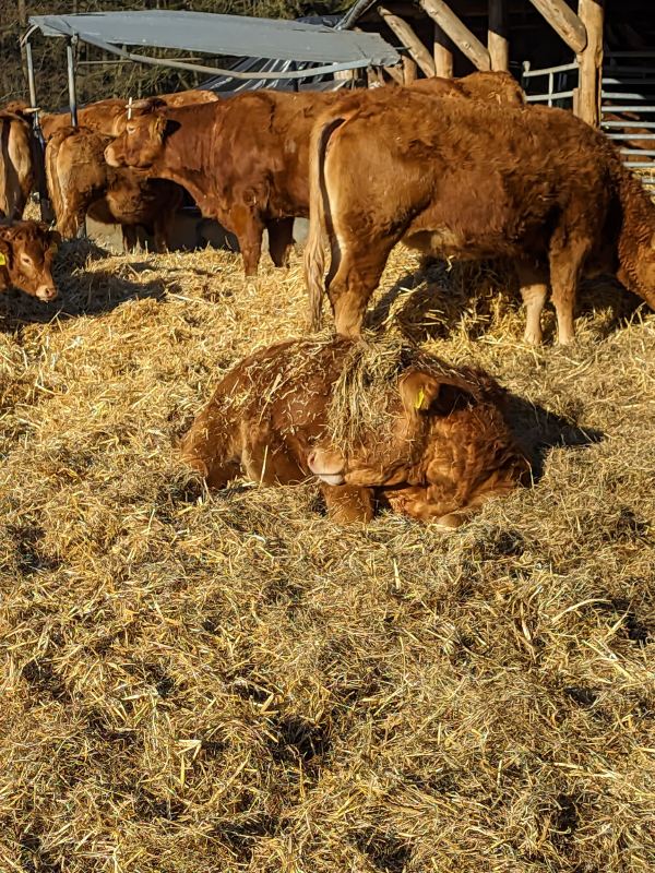 Kalb liegt im stroh
