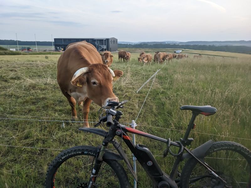 Kuh am zaun mit fahrrad