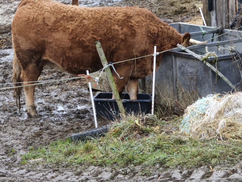 Kuh an traenke schlamm