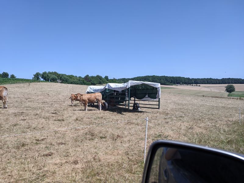 Kuh kalb unterstand sommer