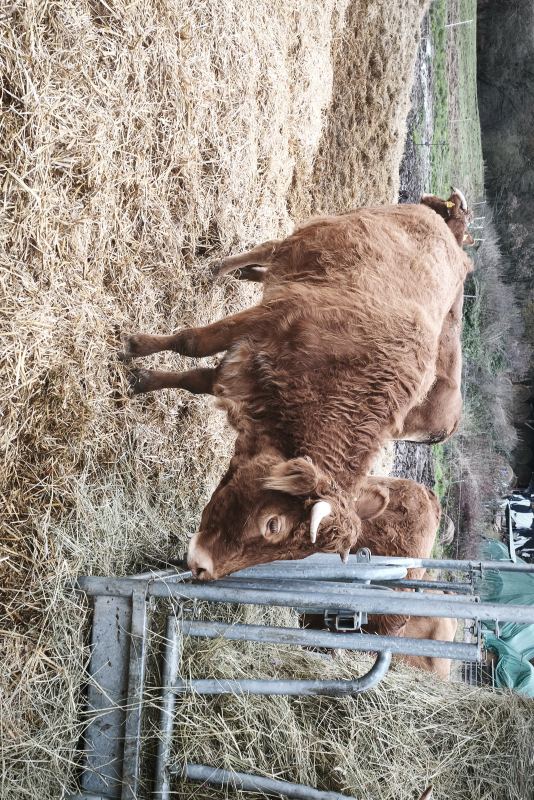 Kuh mit kalb stroh