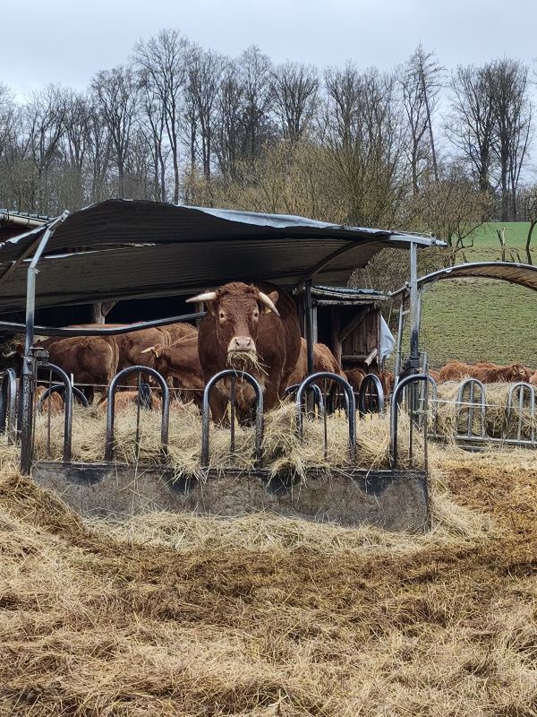 Rinder am fressgitter