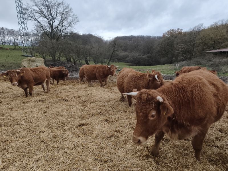 Stier schaut in kamera